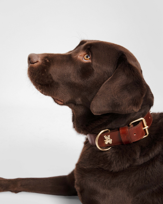 Teddy Dog Collar de Mom's Goods · Piel española coñac, remaches de osito bañados en oro