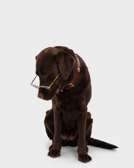 Teddy Dog Collar de Mom's Goods · detalle 1